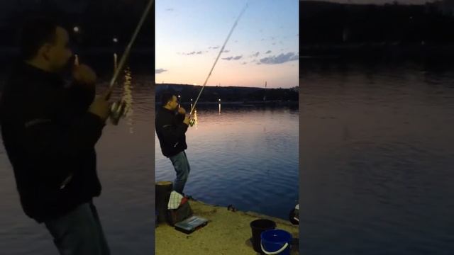 Ловим ставриду с пирса- рыбалка на черном море #shorts смотреть онлайн