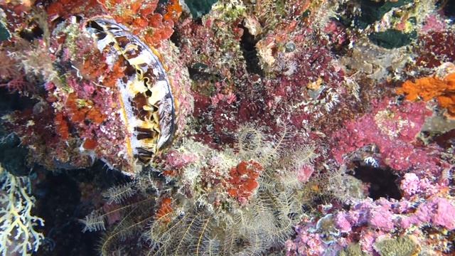 Forgotten Islands Indonesia on board the Arenui - Day 2 смотреть онлайн