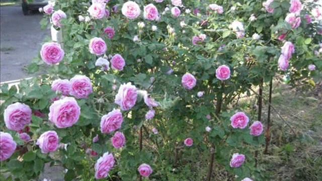 Нежность и красота изящных весенних цветов и великолепие царицы-розы!Слайдшоу. смотреть онлайн