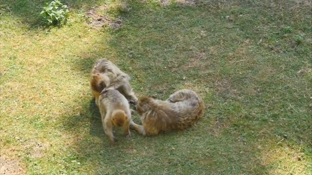 The Wroclaw Zoo | Your Guide To Poland смотреть онлайн