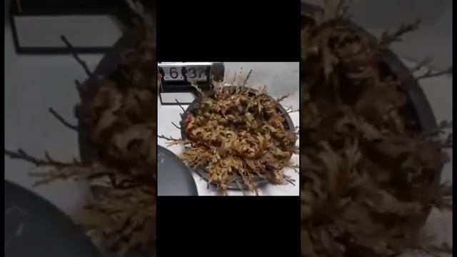 Resurrection Plant..... Zombie plant..... Selaginella Plant..... #trending #india смотреть онлайн