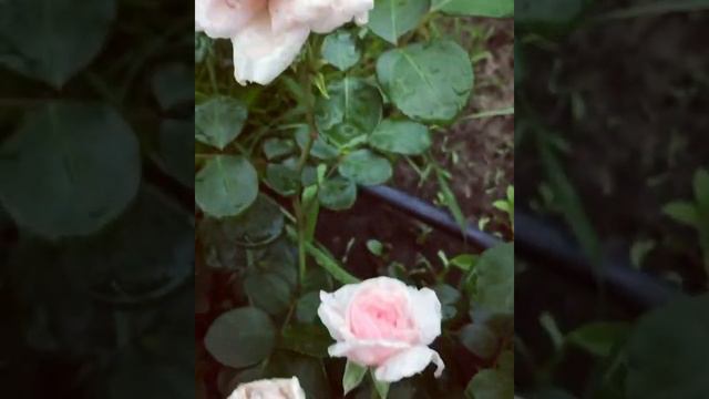 Роза Синдерелла смотреть онлайн