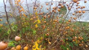 Мушмула германская, плоды созрели в ноябре.