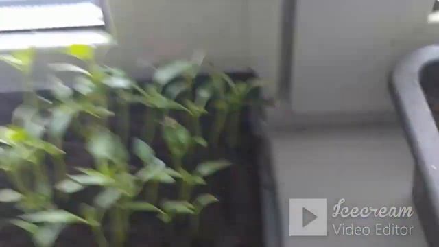 Зима 2024 . Рассада редиска перцы помидоры. смотреть онлайн