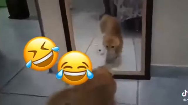 Кот насрал в ванной! смотреть онлайн