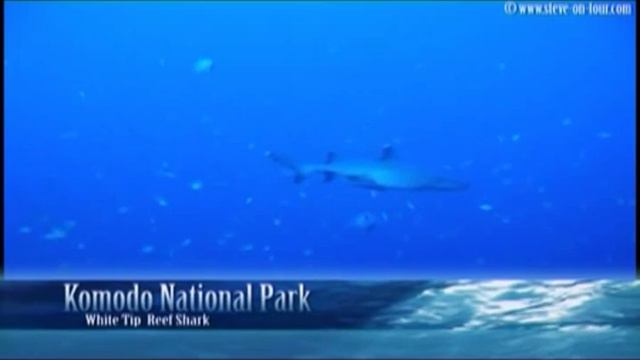 Indonesia Komodo National Park Sharks and Dolphins смотреть онлайн