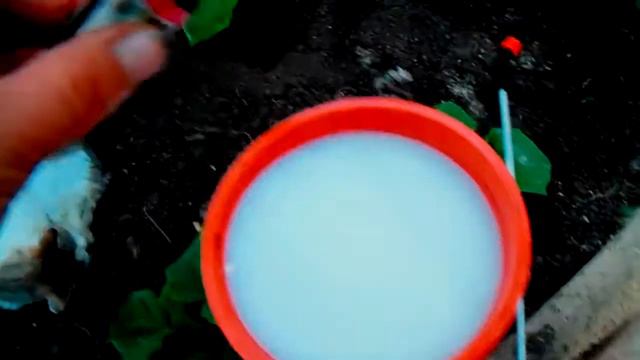 100%поможет от ФИТОФТОРА!!!! смотреть онлайн