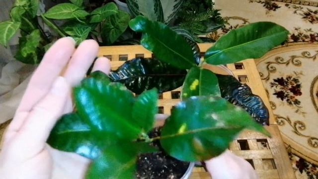 Мой новинки кодиеум(кротон) Манго, Небарон, Марбл??? смотреть онлайн