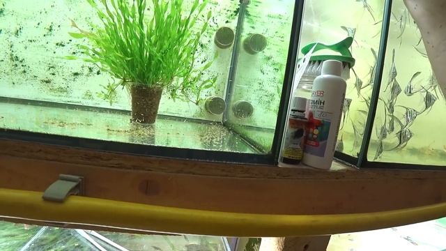 Видео с прошлого. Когда барбусы еще были живы. В итоге, как вы знаете, они все пропали.. смотреть онлайн