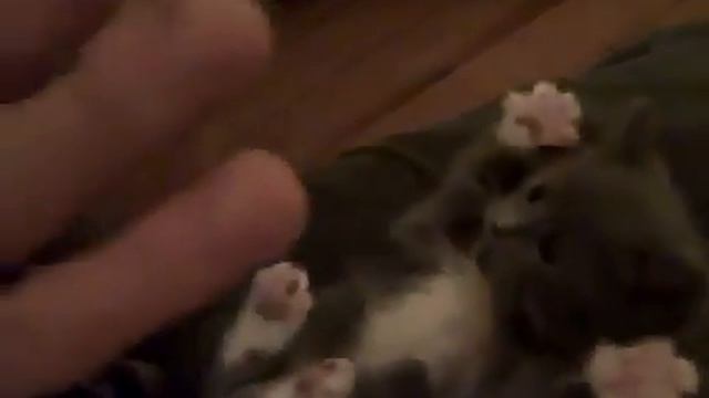 котячья реакция смотреть онлайн