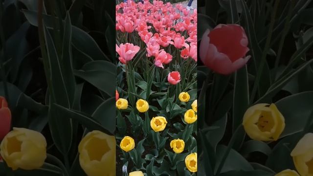 Аптекарский огород,12.05 2023 Прогулка и День Рождения Мэри Кэй Эш. смотреть онлайн