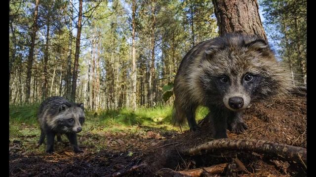 ФОТОЛОВУШКИ из зеркалки. Как снять животных дистанционной камерой. Игорь Барташов смотреть онлайн