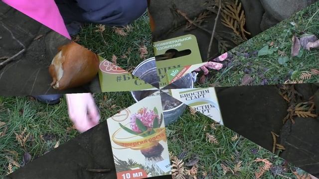 Можно ли сажать тюльпаны в ноябре? смотреть онлайн