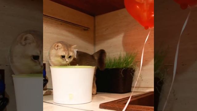 Питьевой фонтан для кошек Hagen (Хаген)