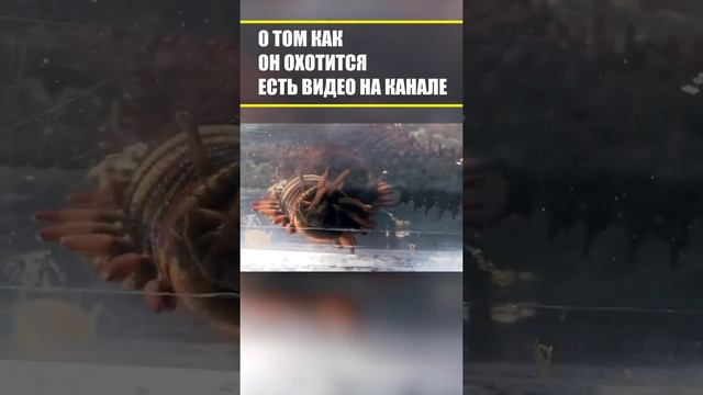 Часть 2 Австралийский пурпурный червь смотреть онлайн