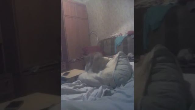 Собака трахает человека а потом собака трахает подушку