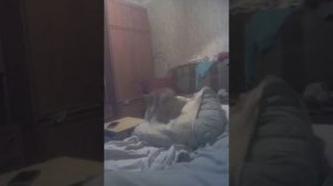 Собака трахает человека а потом собака трахает подушку