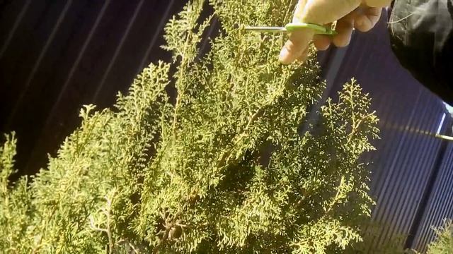 Выращивание Туи / посадка туи / ПРАВИЛЬНАЯ ОБРЕЗКА