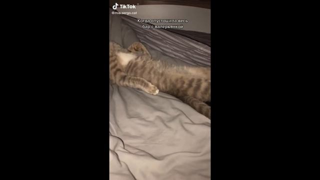 Tik Tok ЛУЧШАЯ ПОДБОРКА С ЖИВОТНЫМИ #3 // Котики Тик Тока // смешные видео смотреть онлайн