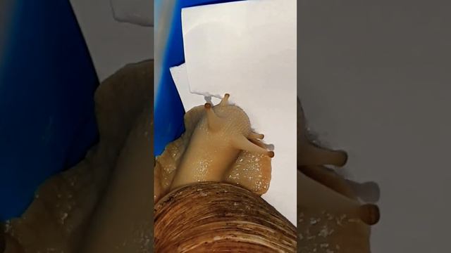 ❗А Вы Знали Что Ахатины Едят БУМАГУ. 🐌🐌 Будьте Осторожны! Большие улитки #улитки #осторожно #прикол смотреть онлайн