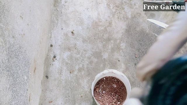 Unique Skill How to grow Java plum tree from java plum branch || Grow java plum tree easily смотреть онлайн