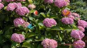 Гортензия крупнолистовая Букет Роуз (hydrangea) ? обзор: как сажать, саженцы гортензии Букет Роуз