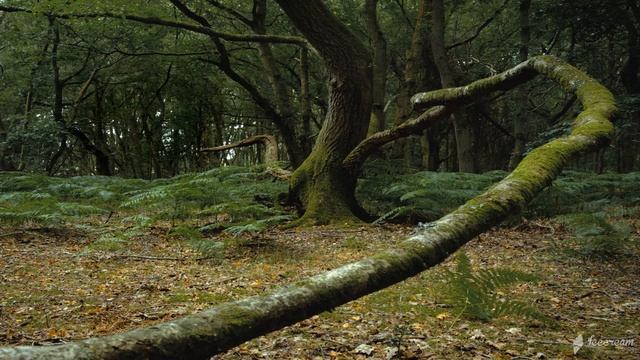 Вечерний Бриз / Evening Breeze /relax music /релакс музыка для души смотреть онлайн