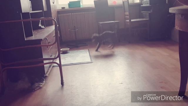 Кот сошёл с ума смотреть онлайн