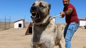 ТУРЕЦКИЙ КАНГАЛ ПРОТИВ АЛАБАЯ - Кто победит в схватке?