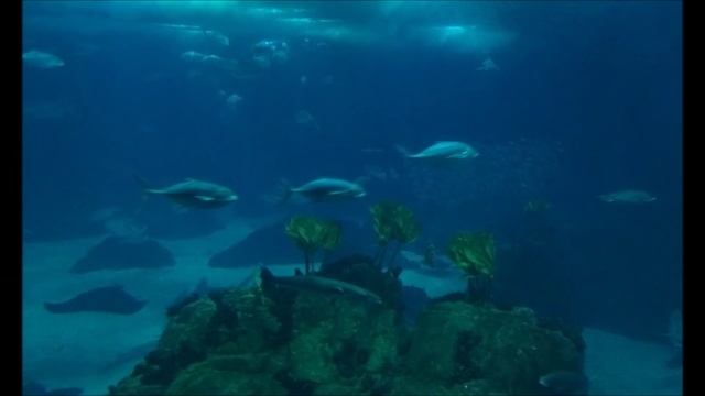 TOUR#04 - OCEANÁRIO DE LISBOA (LISBON OCEANARIUM) - ELVIS PORTUGAL
