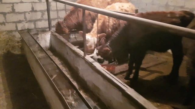 Откорм бычков. Биодобавки бентобак новый эксперимент. Рацион бычков. смотреть онлайн