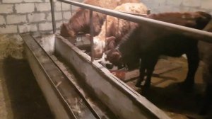 Откорм бычков. Биодобавки бентобак новый эксперимент. Рацион бычков.