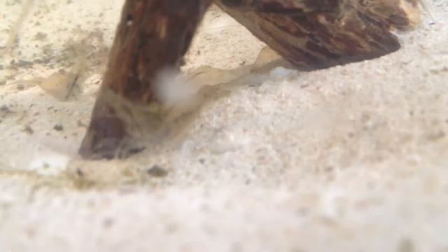 Canning River biotope tank смотреть онлайн