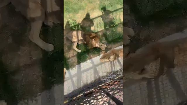 Персей угощается! Тайган смотреть онлайн