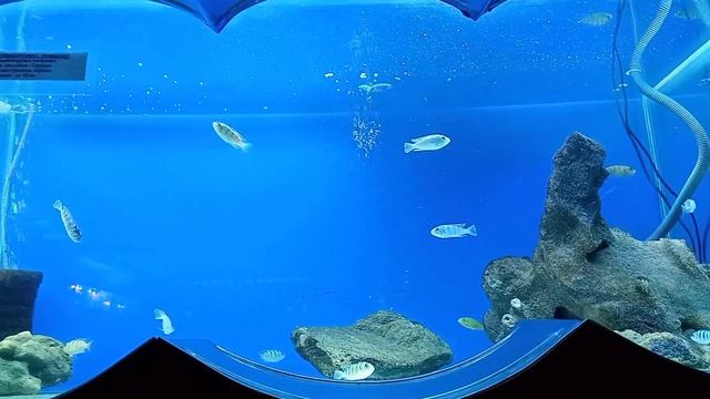 Экзотариум аквариум террариум в Ростовском зоопарке//Exotarium aquarium terrarium in the Rostov Zoo смотреть онлайн