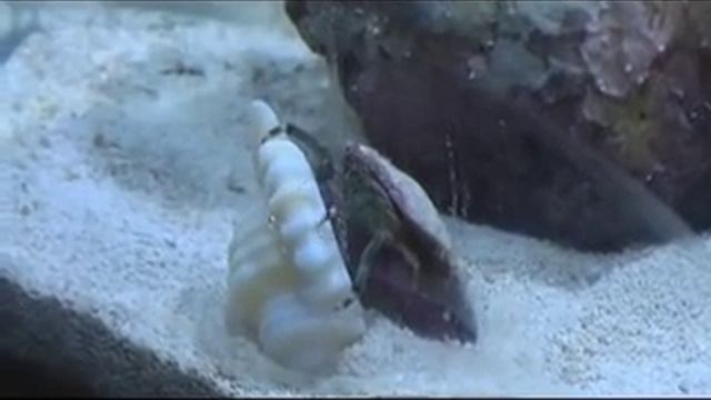 Рак отшельник меняет раковины Hermit crab change shell смотреть онлайн