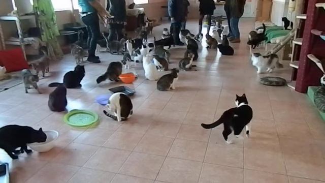 Приют "Сириус". Весна 2014. Кошки. Видео №1. смотреть онлайн