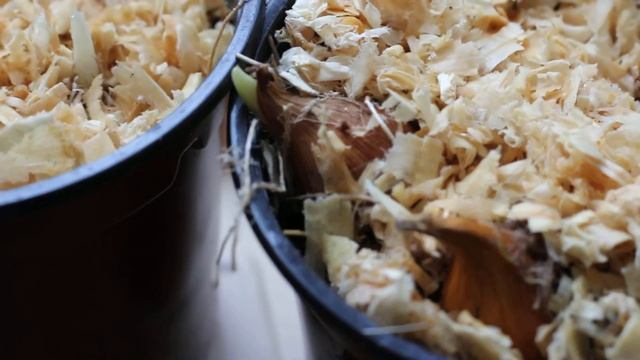 НЕ Орхидеи Но тоже красиво:) Супер быстрая выгонка луковичных ирисов! смотреть онлайн