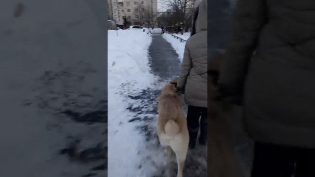 Прогулка смотреть онлайн