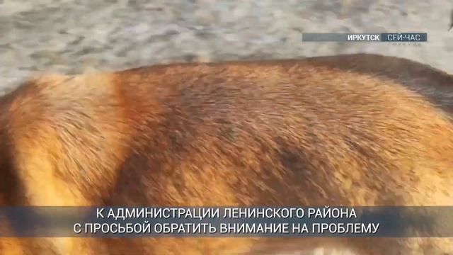 Бездомные собаки напали на подростка на улице Днепровской в Иркутске смотреть онлайн