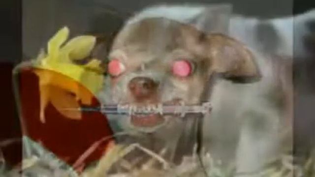 Самые смешные фотки этого года!!(: смотреть онлайн