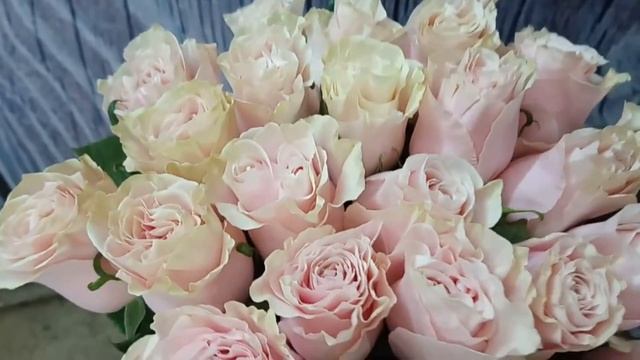 Роза Пинк Мондиаль смотреть онлайн