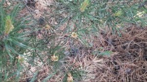 Мульчирование сосновыми шишками приствольных кругов плодовых деревьев