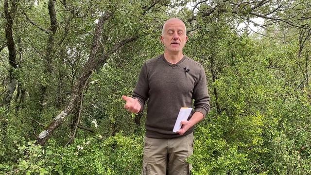 Le buis (Buxus sempervirens) : propriétés et toxicité смотреть онлайн