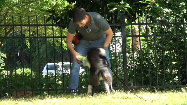 How to Train Your Dog to STOP BARKING at EVERYTHING That Moves!! смотреть онлайн