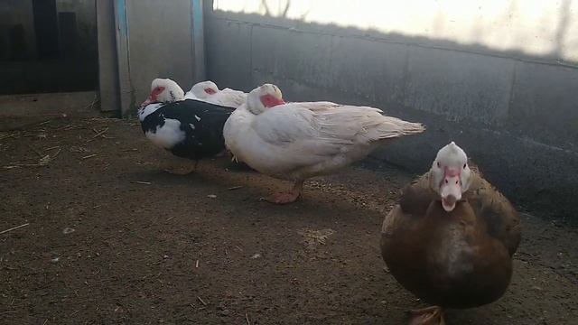 СЕМЬЯ ИНДОУТОК(1+4)//РАЗВЕДЕНИЕ И СОДЕРЖАНИЕ МУСКУСНЫХ УТОК смотреть онлайн