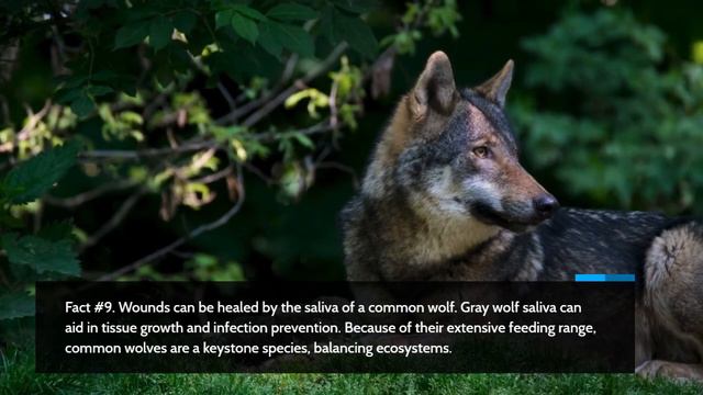 21 Fascinating Facts About Wolves | Animal Facts смотреть онлайн