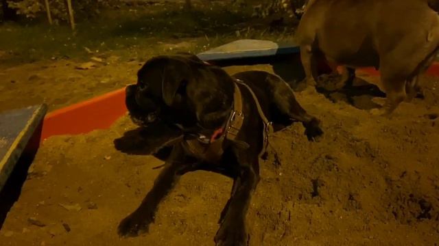 Bulldog Vs Boxer In Playground Бульдог против боксёра