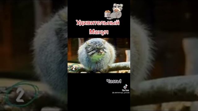 Рассказ про дикого кота Манула смотреть онлайн