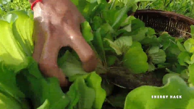 Wow This Lotus Lake Have Axolotl Fish and Turtle With Betta Fish Living Here So Unbelievable Amazin смотреть онлайн